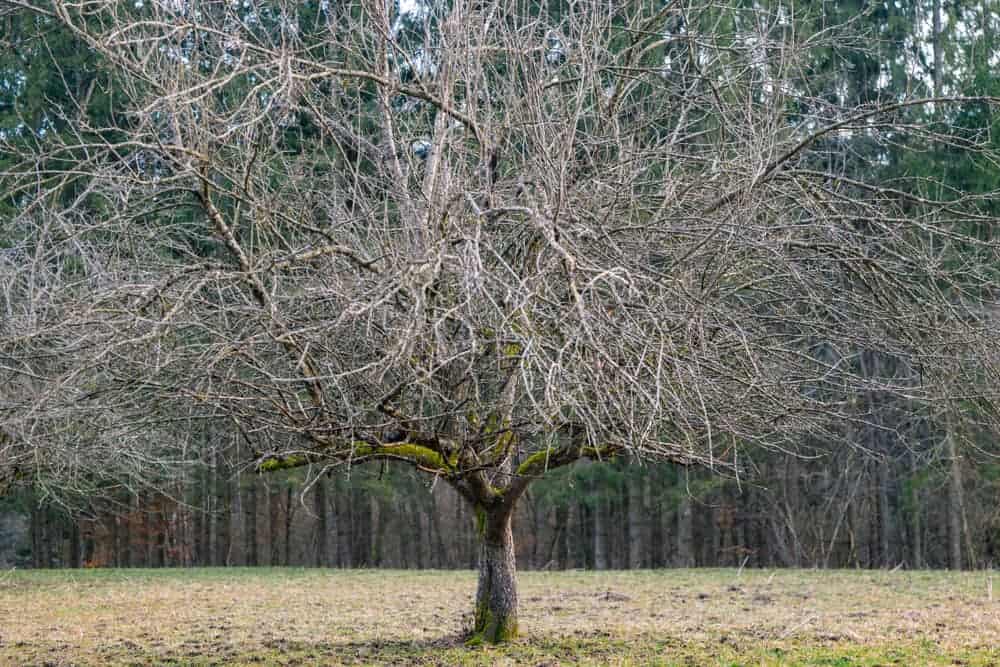 dormant_tree