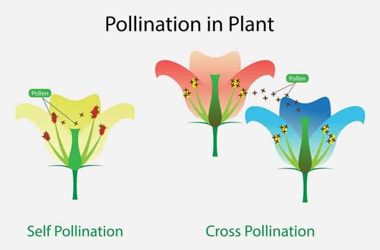 pollination_plants_2021