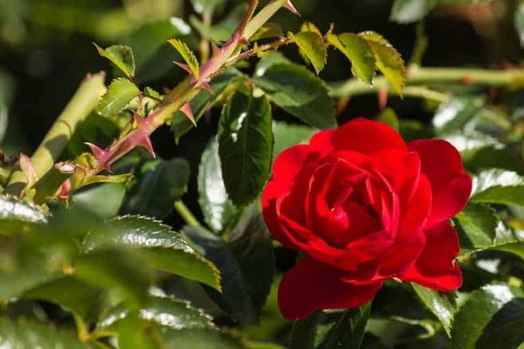 roses_red_2021