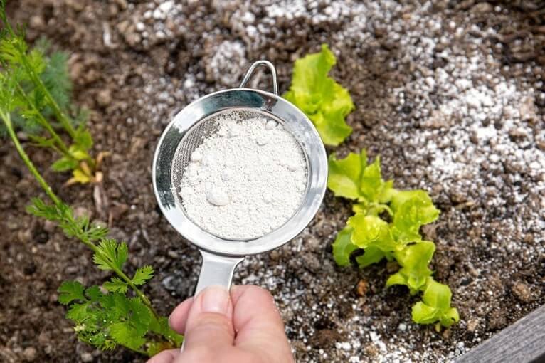 spread diatomaceous earth with sifter